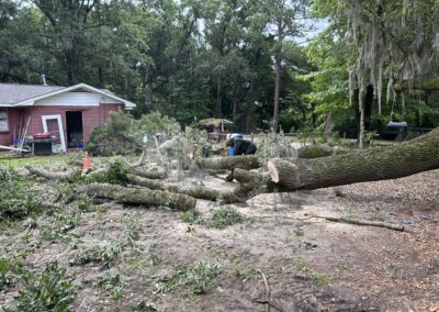 a tree cutting on process
