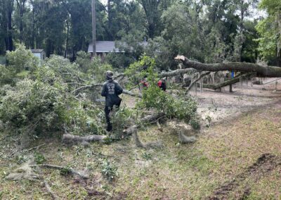 a tree cutting on process
